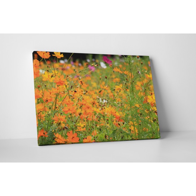 Narancs színű virágok