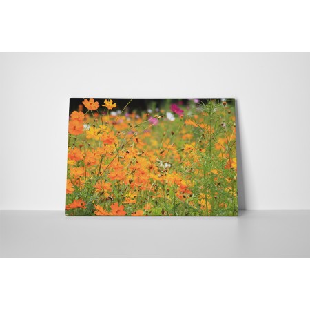 Narancs színű virágok