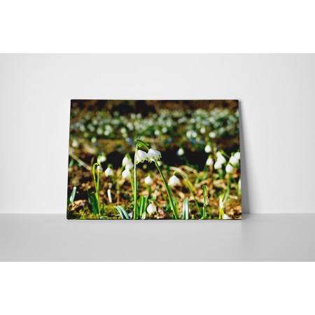 Hóvirágok a mezőn