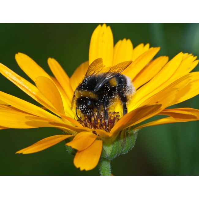 Gerbera és méhecske