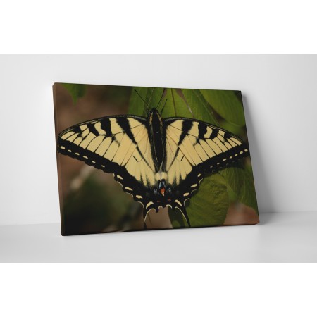 Csodás sárga pillangó