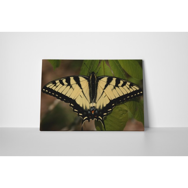 Csodás sárga pillangó