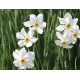 Fehér nárcisz