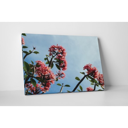 Rózsaszín apró virágok