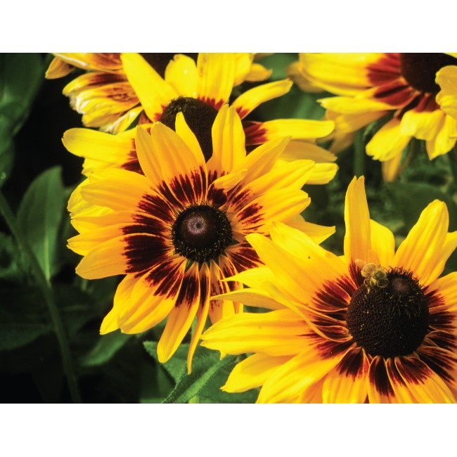 A legszebb sárga gerbera