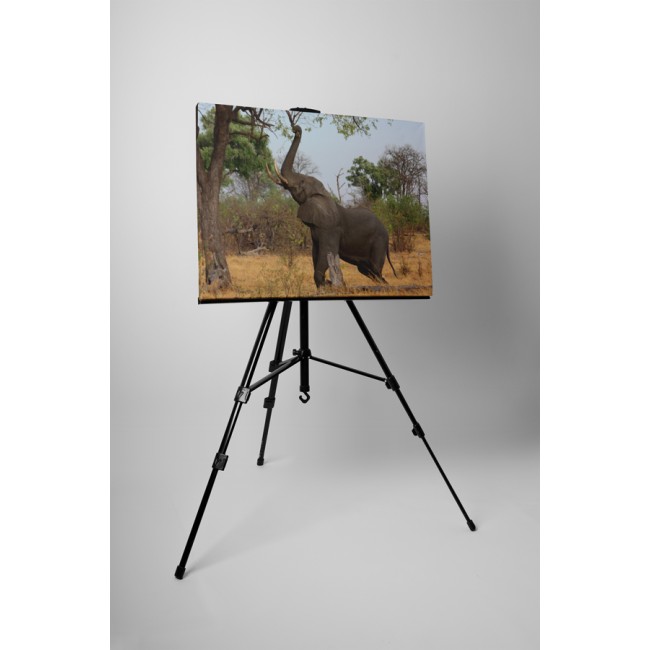 Nyújtózó elefánt