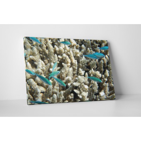 Kék halak és korallok