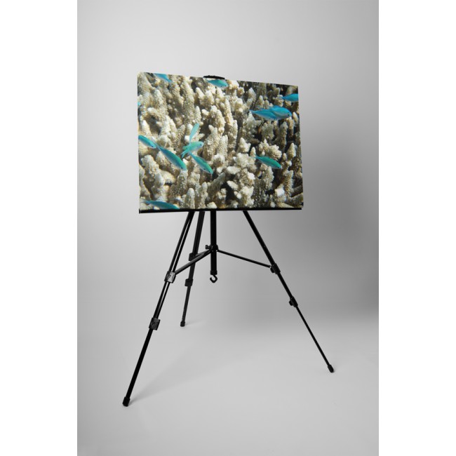 Kék halak és korallok