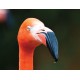 Flamingó portré