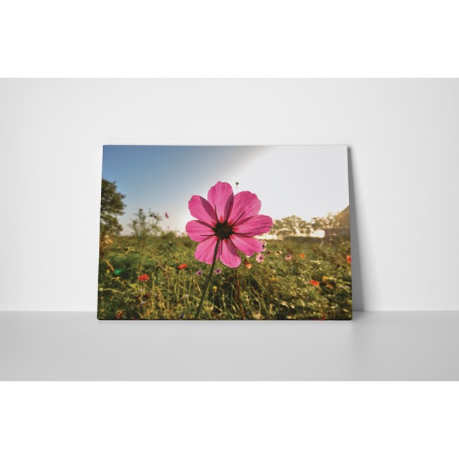 Rózsaszín mezei virág