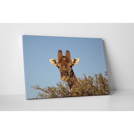 Zsiráf a fák fölött