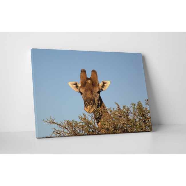 Zsiráf a fák fölött