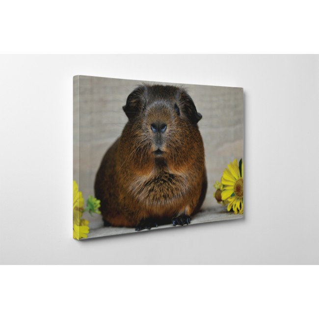 Bámuló tengerimalac