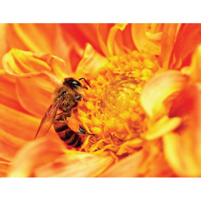 Szorgos méhecske a virágon