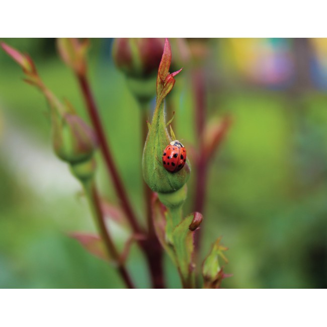 Kapaszkodó katicabogár