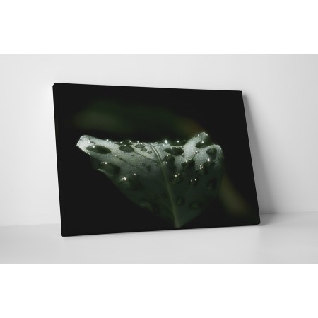 Vízcseppek a levelen