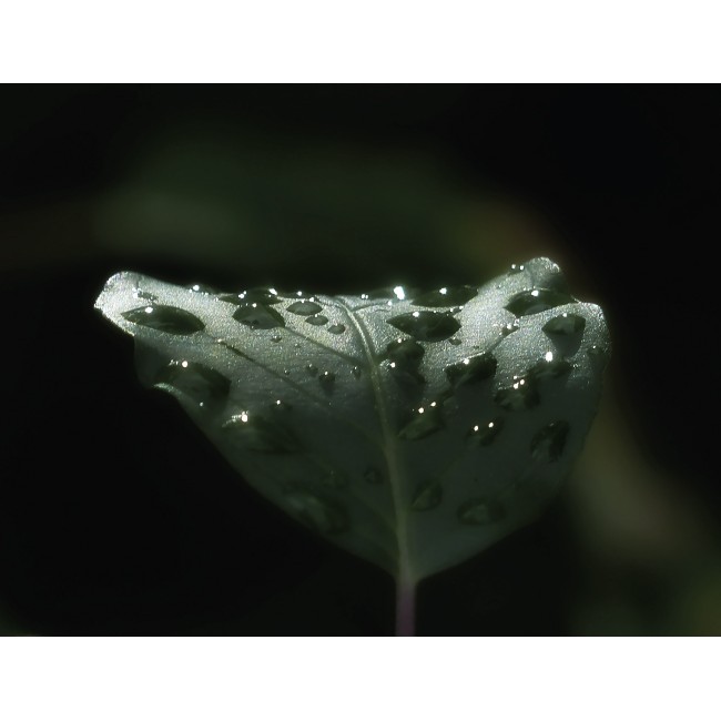 Vízcseppek a levelen