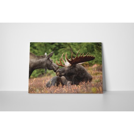 Jávorszarvas a mezőn