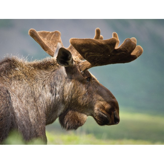 Rénszarvas a hegyvidéken