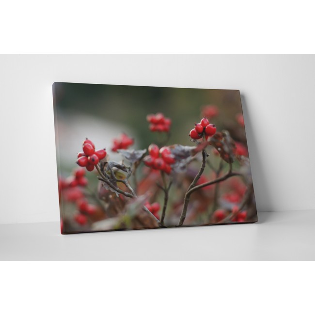 Érett csipkebogyó bokor