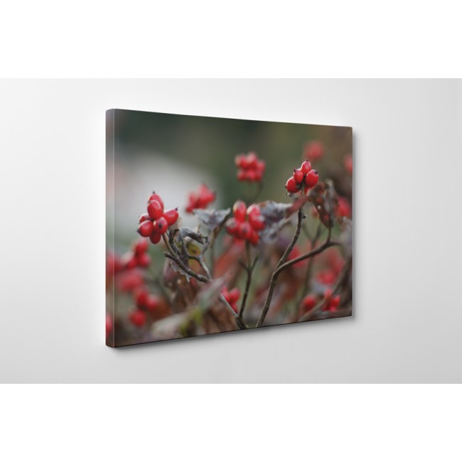 Érett csipkebogyó bokor