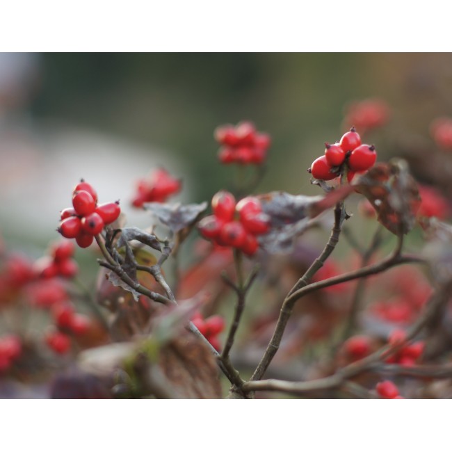 Érett csipkebogyó bokor