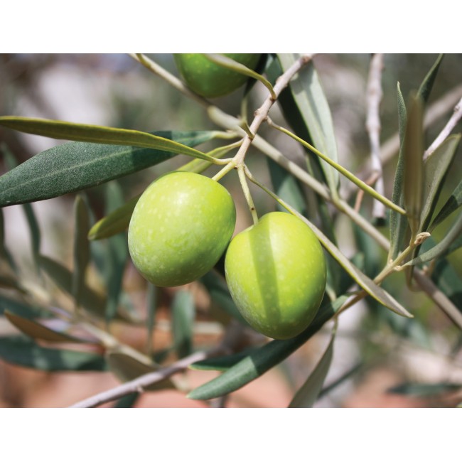 Zöld olivabogyók