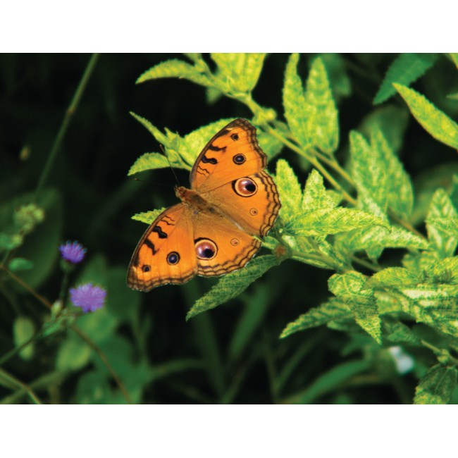 Szimmetrikus pillangó