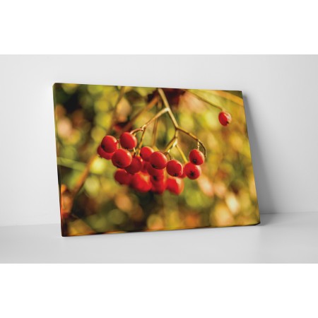 Madárbirs reggelente