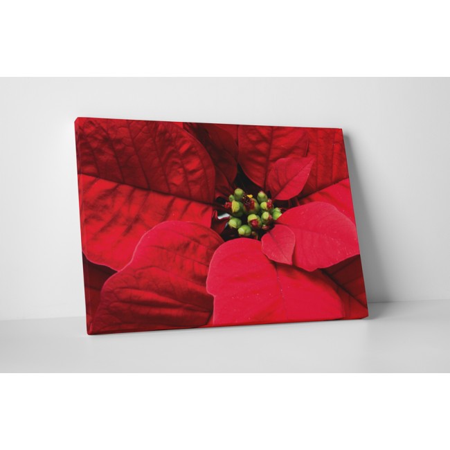 Mikulás virág közelről