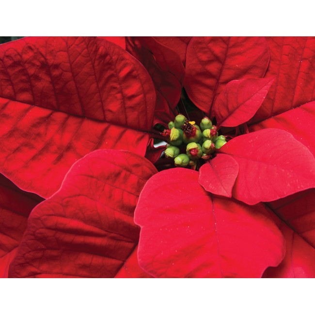 Mikulás virág közelről