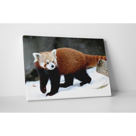 Játékos macskamedve