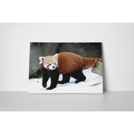 Játékos macskamedve