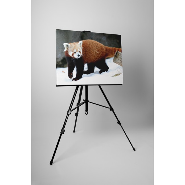 Játékos macskamedve