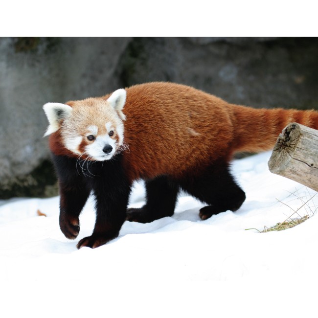 Játékos macskamedve