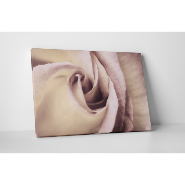 Elegáns rózsabimbó