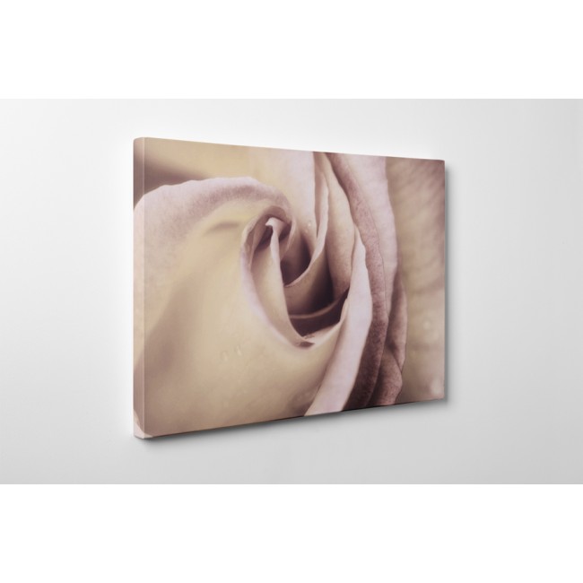 Elegáns rózsabimbó