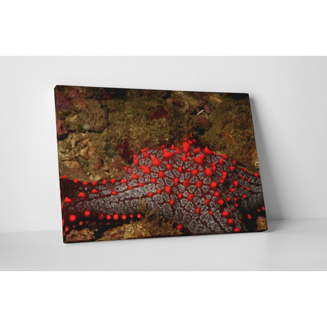 Tűzpiros tengeri csillag