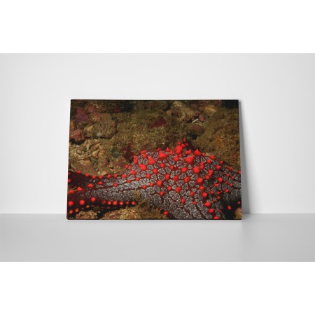 Tűzpiros tengeri csillag