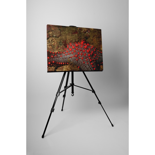 Tűzpiros tengeri csillag