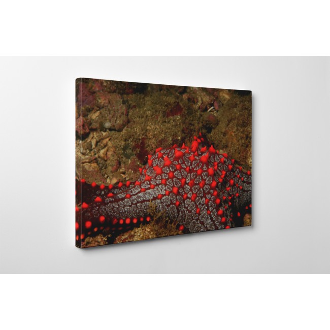 Tűzpiros tengeri csillag