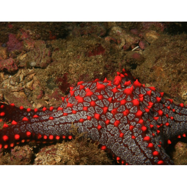 Tűzpiros tengeri csillag