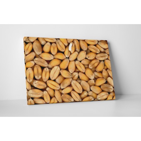 Búza szemek aratás után