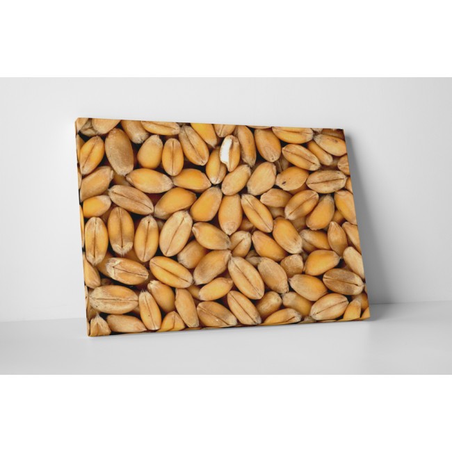 Búza szemek aratás után