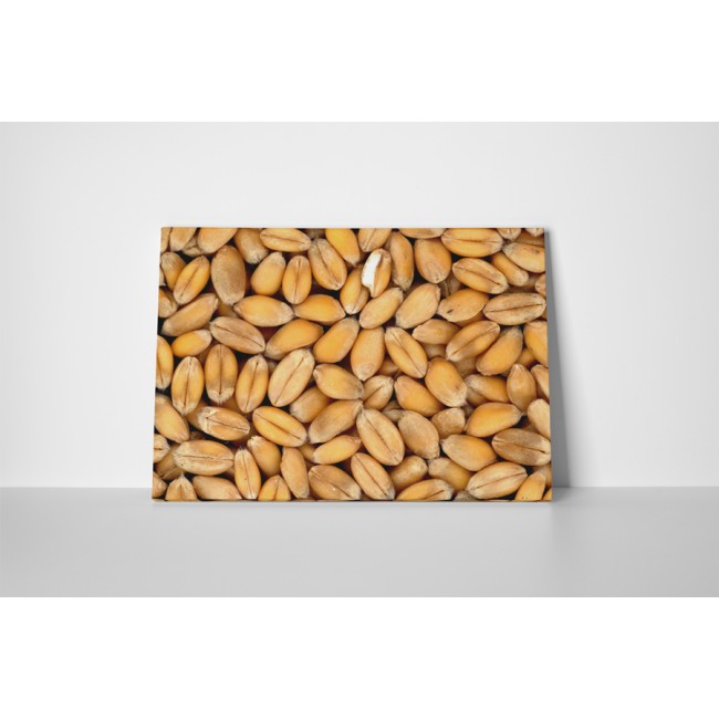 Búza szemek aratás után