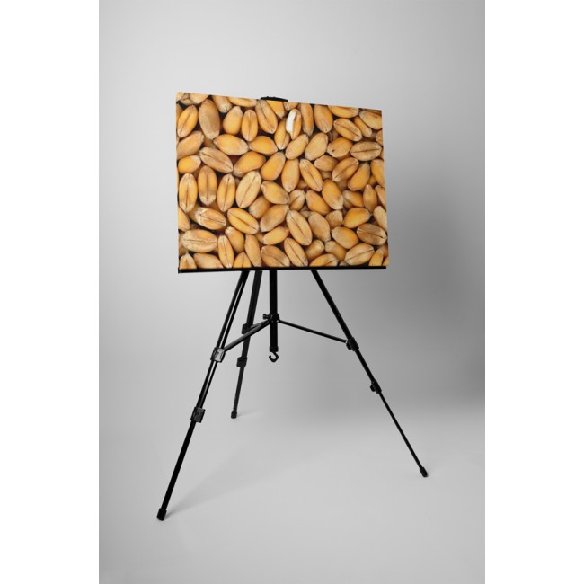 Búza szemek aratás után