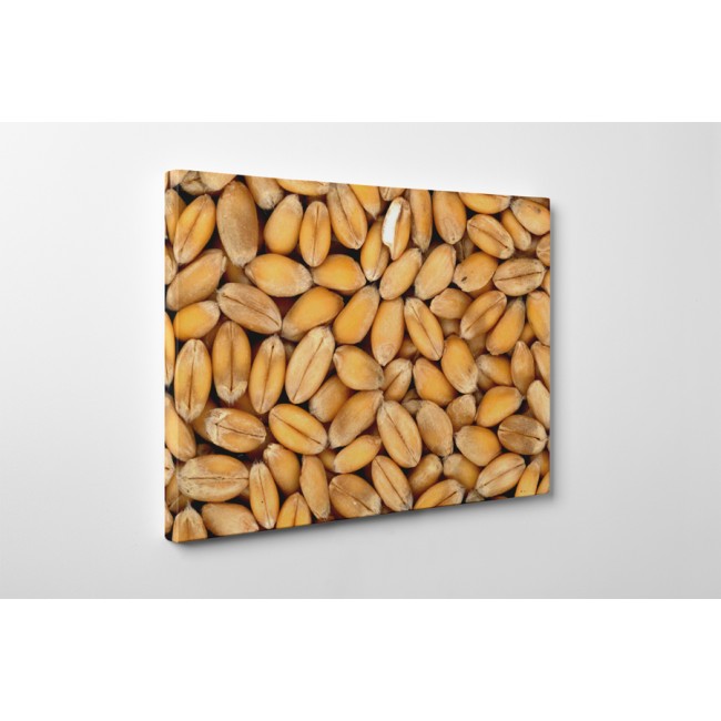 Búza szemek aratás után