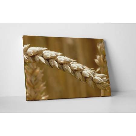 Érett búzakalászok