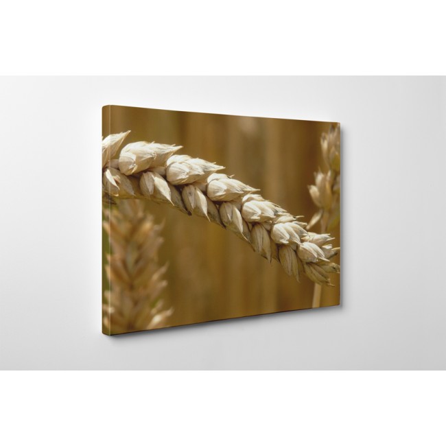 Érett búzakalászok