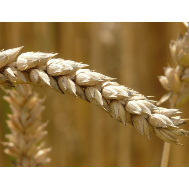 Érett búzakalászok